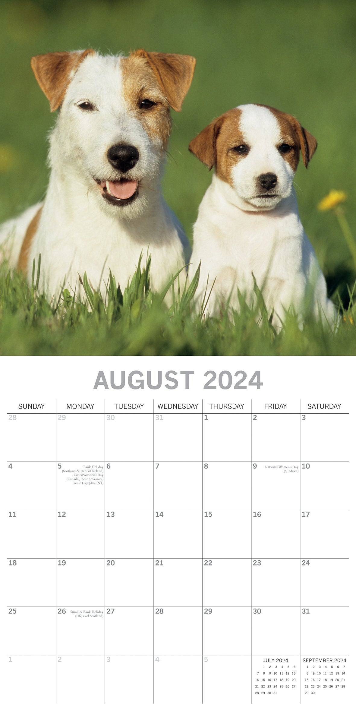 Jack Russells - 2024 Square Wall Calendar Pets Dog 16 Month Premium Planner Gift