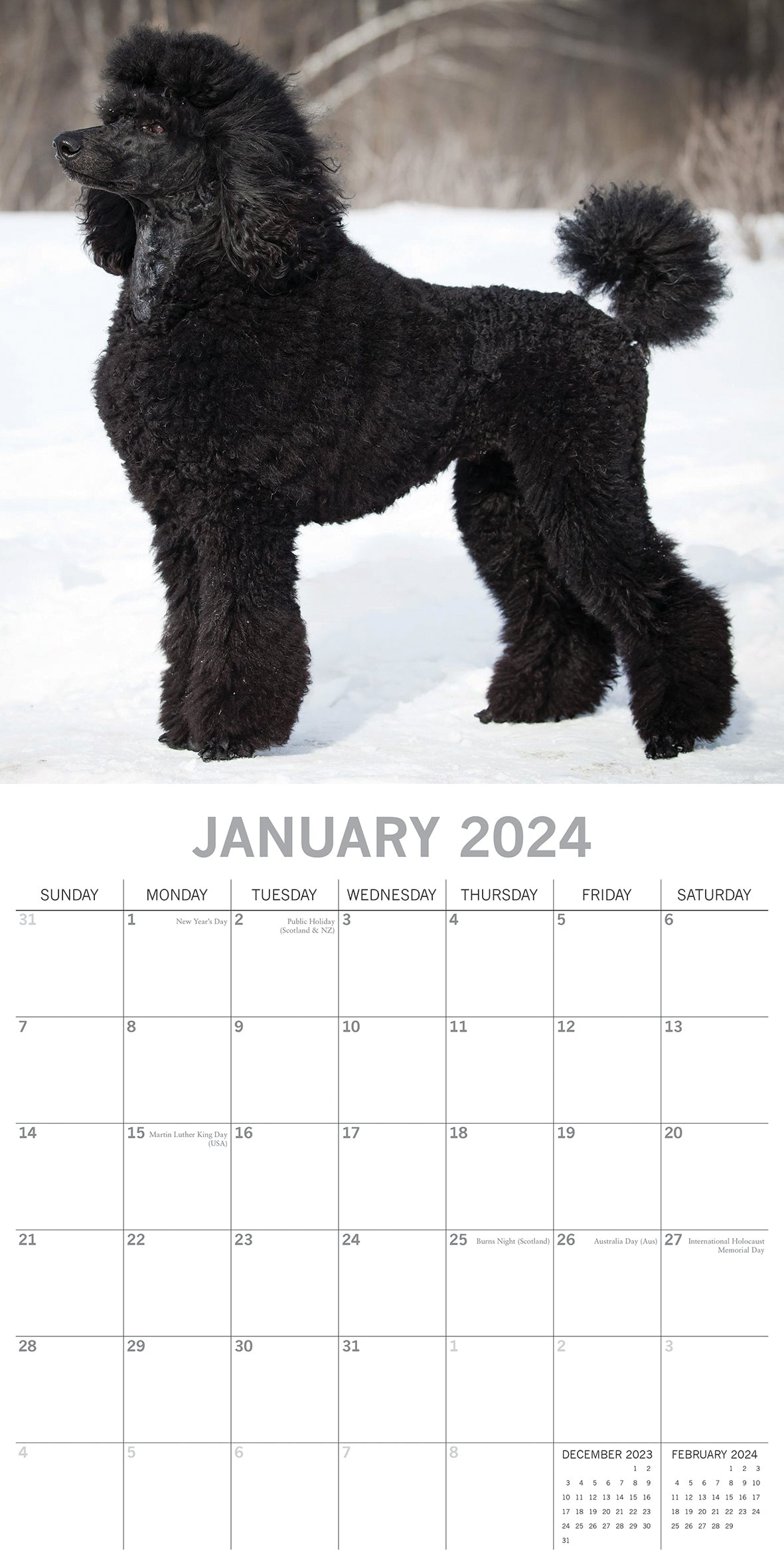 Poodles - 2024 Square Wall Calendar Pets Dog 16 Months Premium Planner New Year
