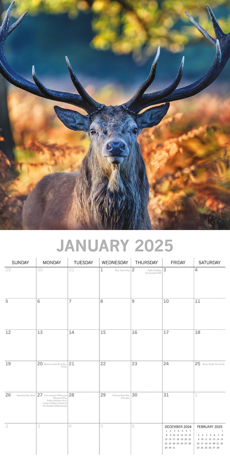 Country Wildlife - 2025 Square Wall Calendar Animals 16 Months Premium Planner