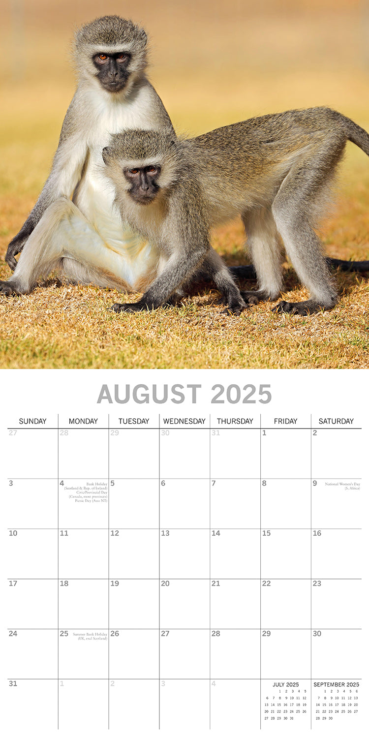 Monkey Business 2025 Square Wall Calendar Animals 16 Months Premium Planner Gift