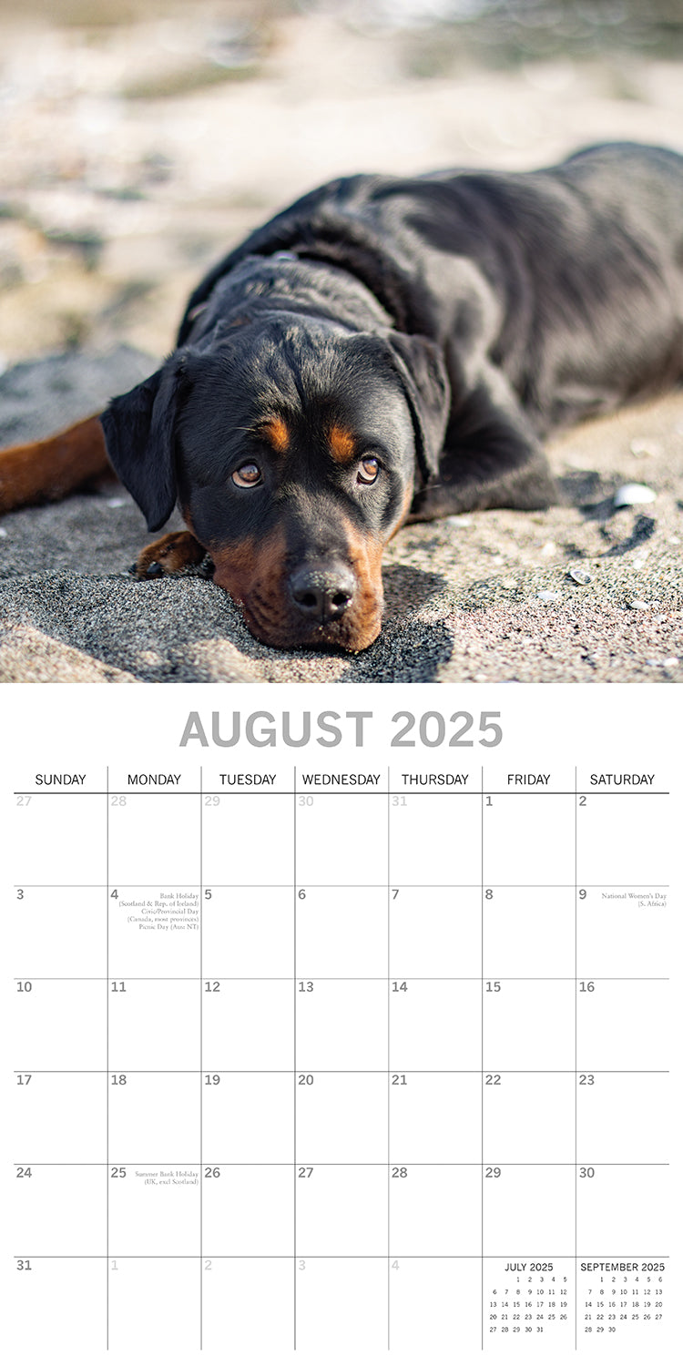 Rottweilers 2025 Square Wall Calendar Dogs Pets Animals 16-Month Premium Planner