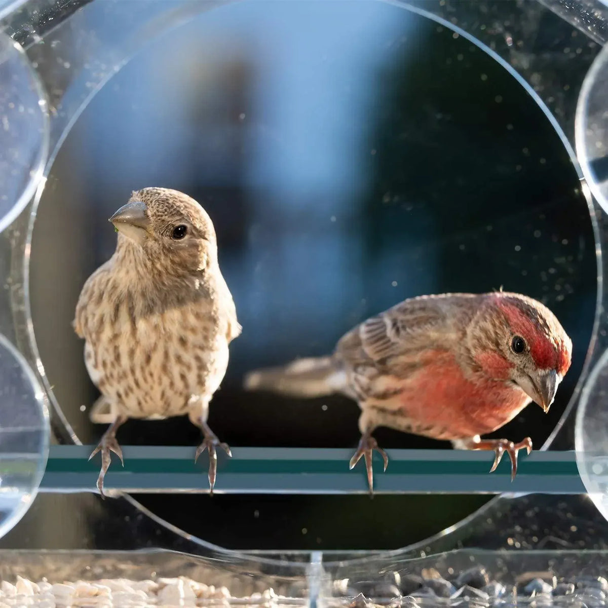 Clear Acrylic Window Bird Feeder with Strong Suction Cups and Removable Seed Tray
