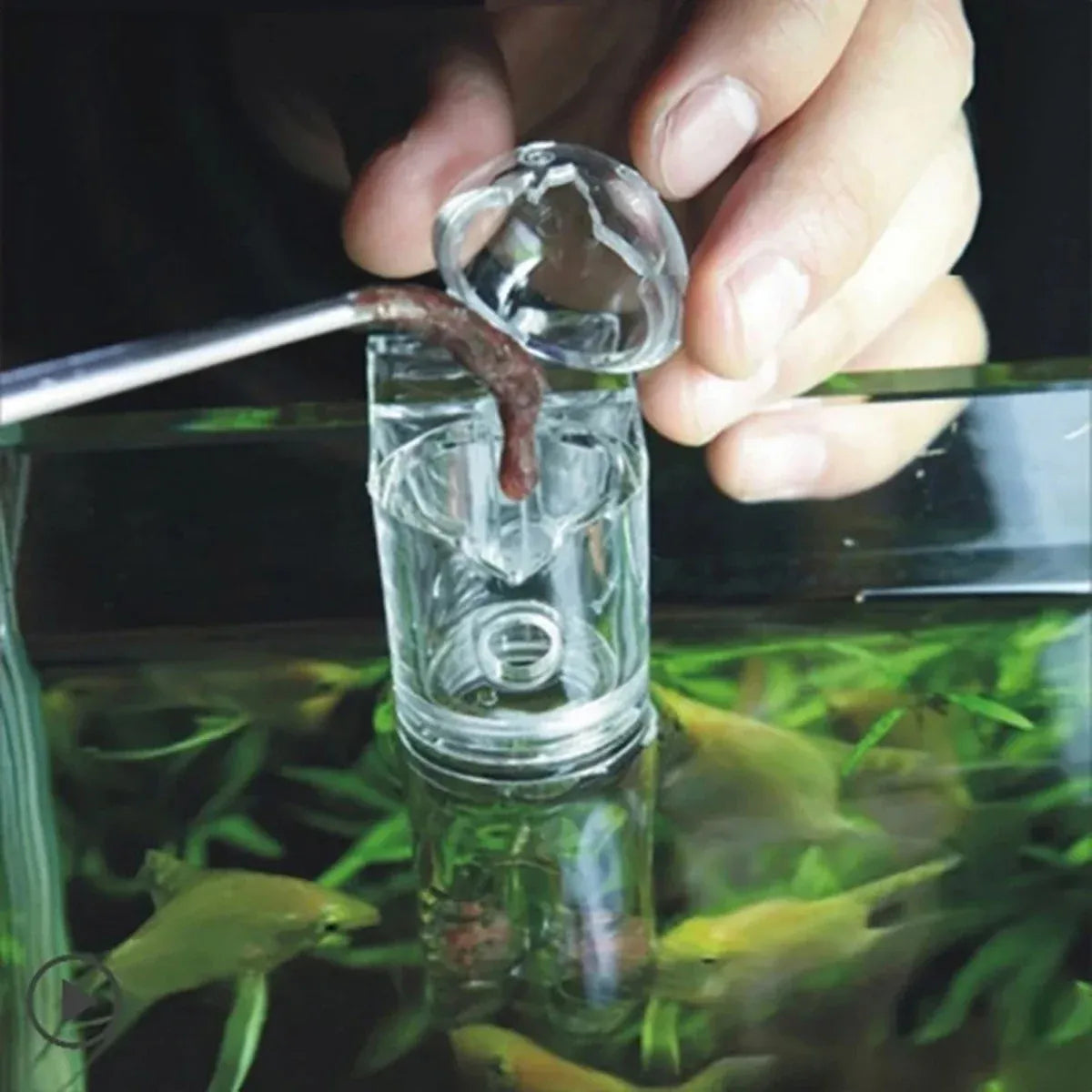 Acrylic Fish Feeder Clear Durable for Aquarium Fish Tank Feeding