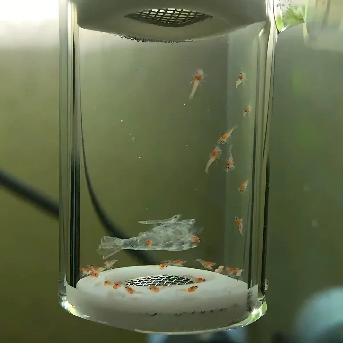 Pneumatic Crystal Shrimp Incubator CO2 Aquatic Plant Aquarium Equipment for Fish