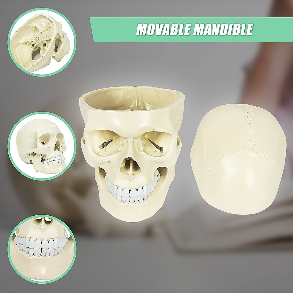 Life Size Anatomical Deluxe Human Skull Model Medical Skeleton Anatomy Replica