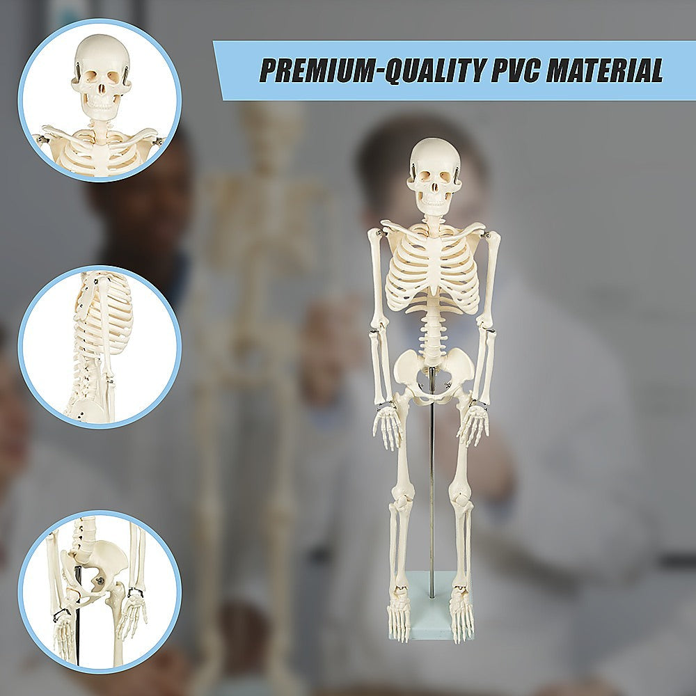 Anatomical 85cm Tall Human Skeleton with Stand Model - Medical Anatomy