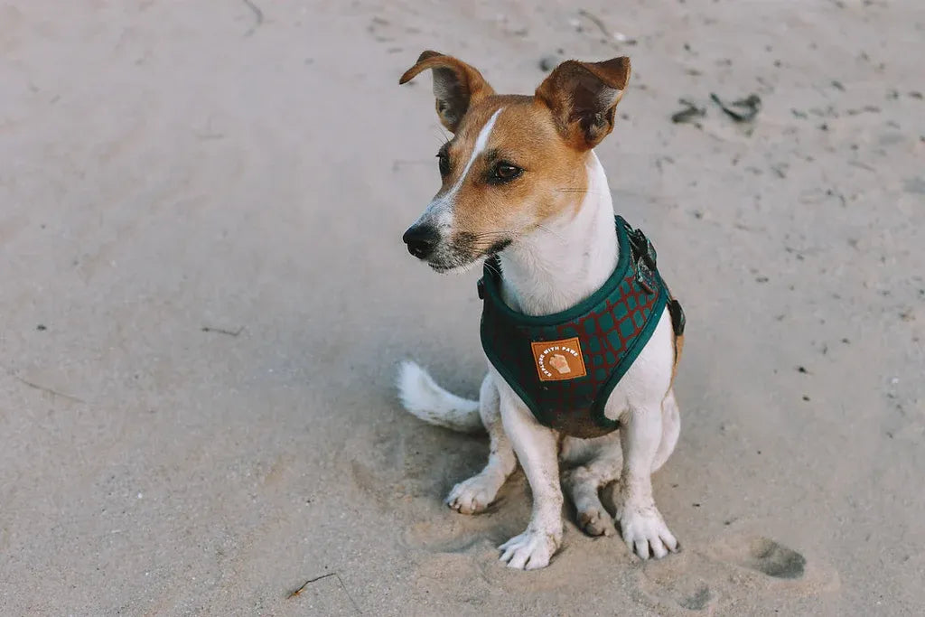 Designer Dog Harness