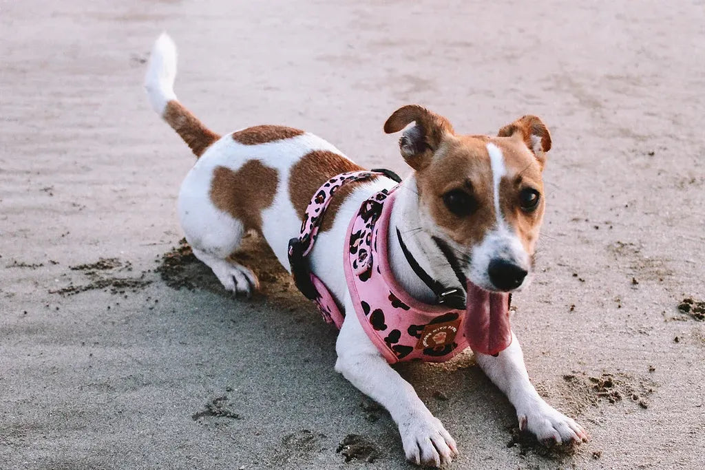 Designer Dog Harness
