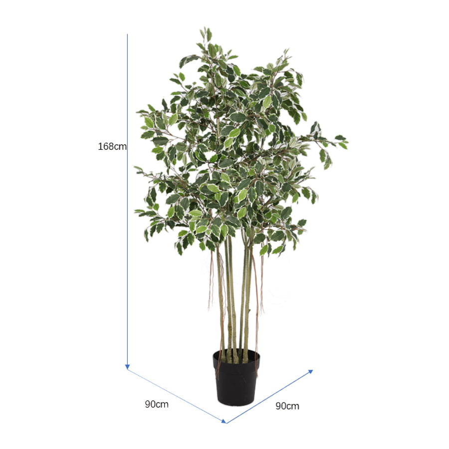 Potted Artificial Variegated Ficus Tree 168cm