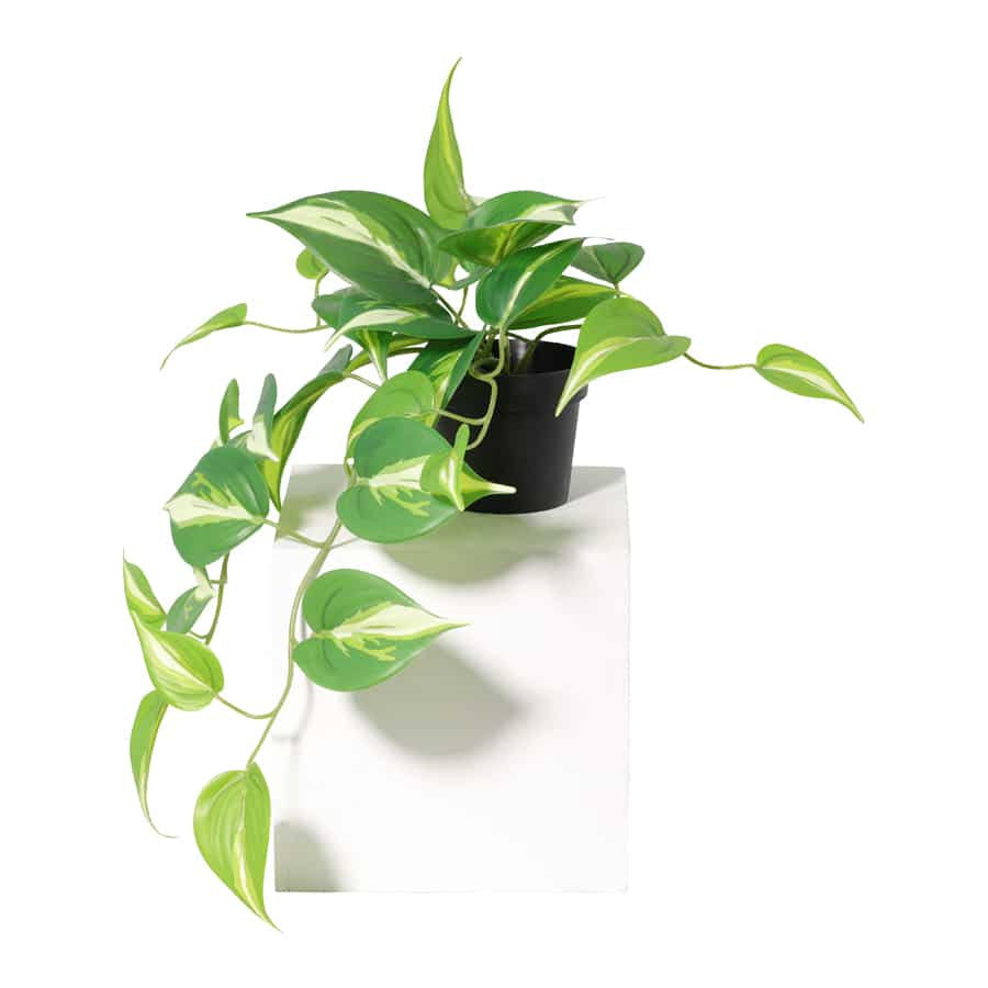 Potted Artificial Hanging Variegated Pothos 42cm
