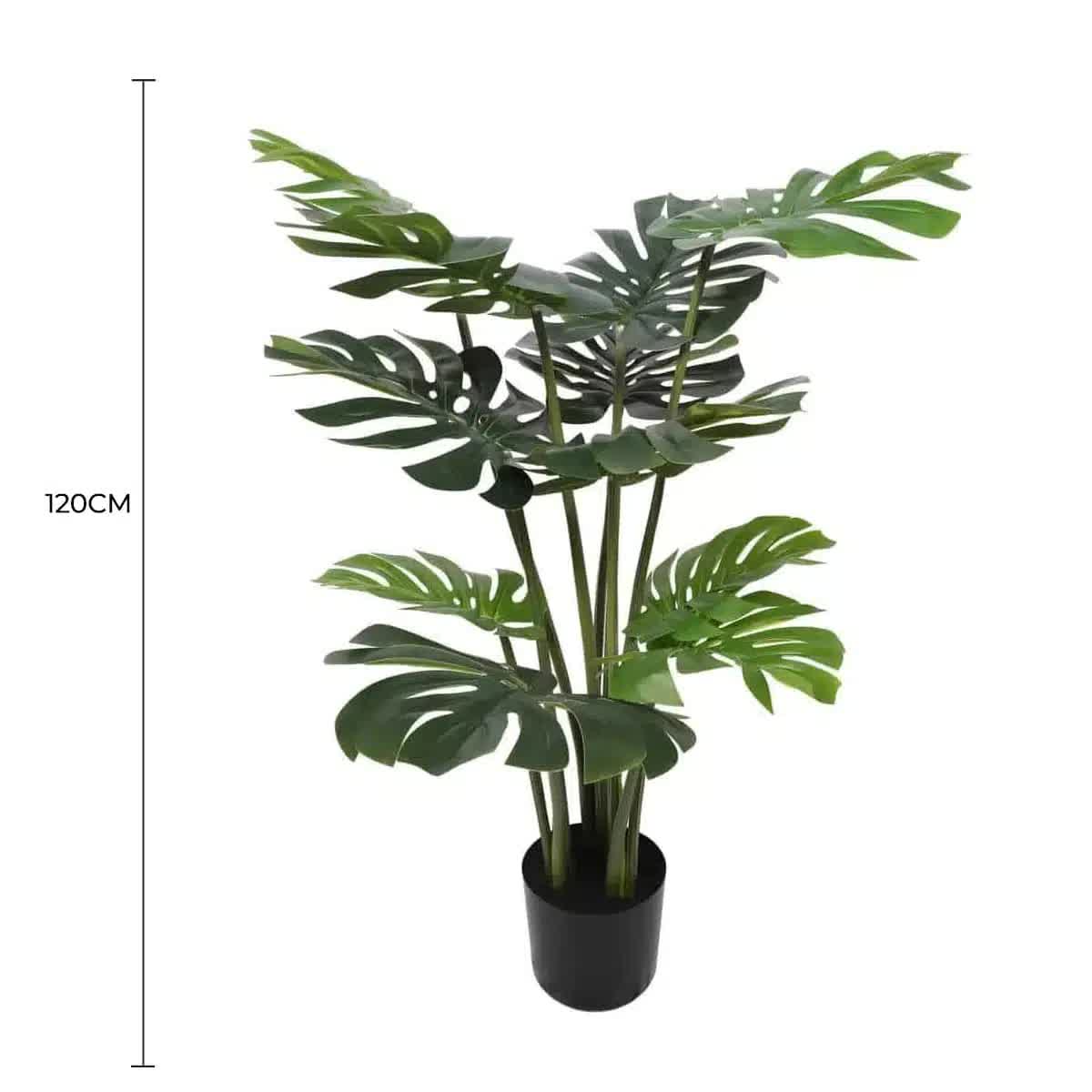 Split Philodendron Monstera Deliciosa (Split Leaf) 120cm