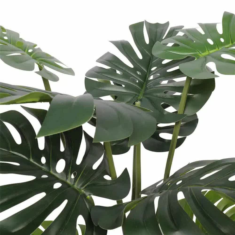 Split Philodendron Monstera Deliciosa (Split Leaf) 120cm