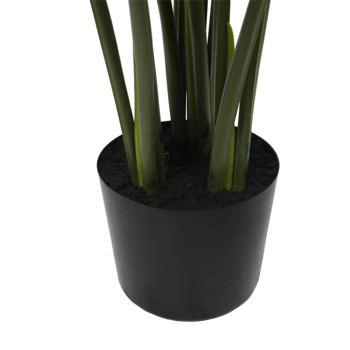 Split Philodendron Monstera Deliciosa (Split Leaf) 120cm