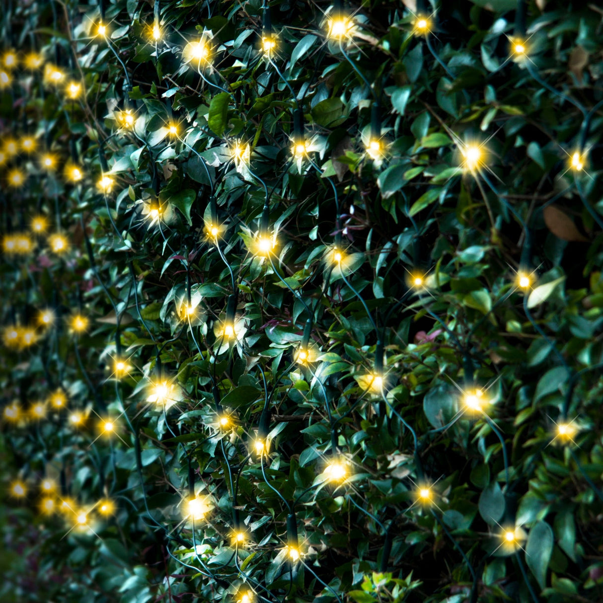 Solar-Powered 250 LED Festive Net Light - Available in 3 Vibrant Colors
