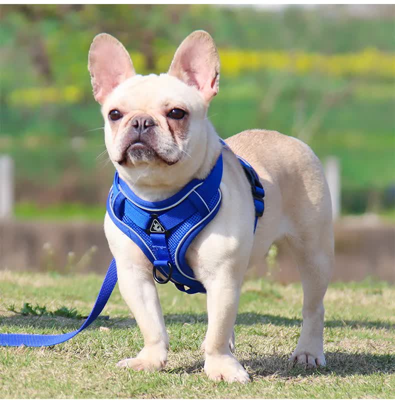 Blue Reflective Mesh Dog Harness and Leash Set - Adjustable No-Pull Vest - XL