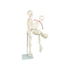 Anatomical 85cm Tall Human Skeleton with Flexible Spine Model - Medical Anatomy