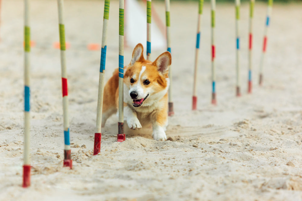 Dog Playpens & Gates: Top Picks for Every Home