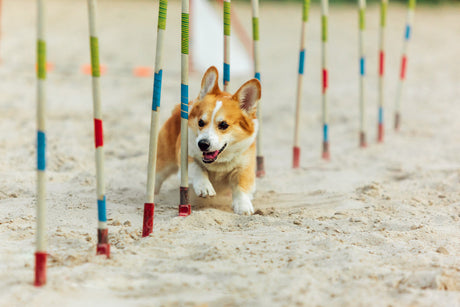 Dog Playpens & Gates: Top Picks for Every Home
