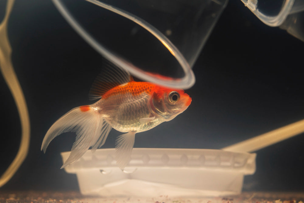 Top-Rated Aquarium Filters & Pumps for Healthy Fish