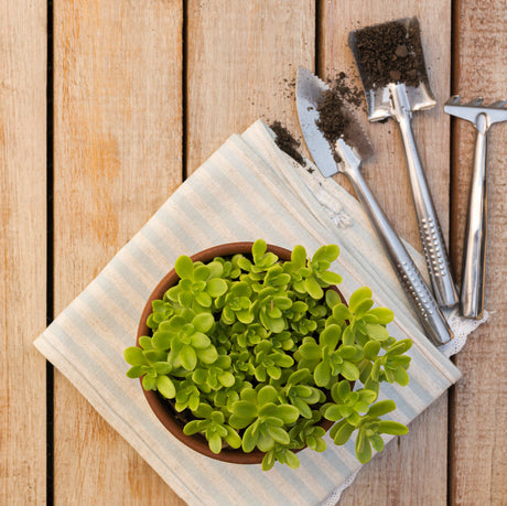Boost Plant Growth with These Top Greenhouse Accessories