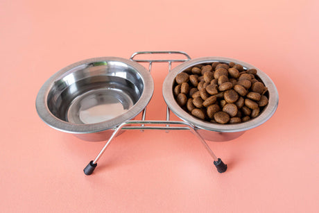 Easy-Clean Cat Bowls, Feeders & Waterers for Busy Owners