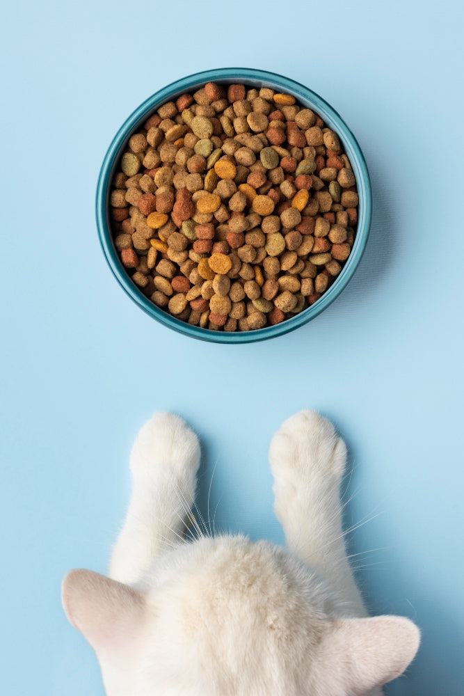 Cat Food