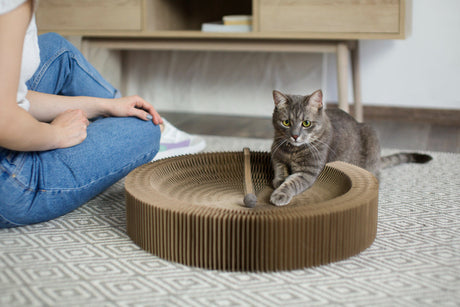 Why Cat Scratchers Are a Must-Have for Every Cat Owner