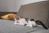 “Cat sitting beside a sofa with a nearby scratching post, redirecting its scratching behavior away from furniture.”