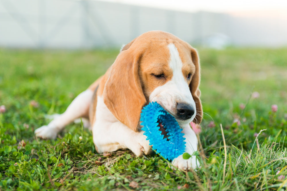 Top Dog Toys to Keep Your Furry Friend Entertained