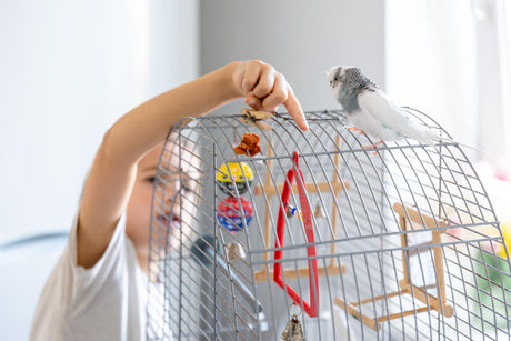 Best Bird Cages & Stands for Every Budget and Space