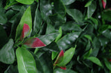 Photinia (Red Robin) Leaf Screens / Panels UV Stabilised 1m X 1m - Front View