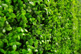 Portable Buxus Hedge UV Stabilised 75cm X 75cm - Front View