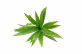 Aloe Vera Stem UV - Front View