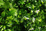 White Oasis Vertical Garden / Green Wall UV Resistant 1m x 1m - Side View