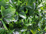 Green Meadows Vertical Garden UV Stabilised 1m X 1m - Side View