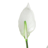 Artificial Flowering White Peace Lily / Calla Lily 95cm - Side View