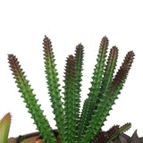 Potted Artificial Succulents with Round Decorative Bowl 19cm - Top-Down View