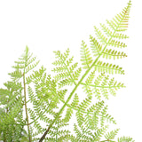 Faux Natural Fern Tree 90cm - Front View