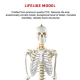 Human Skeleton Anatomical Model 180cm - Extra Image