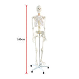 Human Skeleton Anatomical Model 180cm - Extra Image
