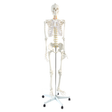 Human Skeleton Anatomical Model 180cm - Top-Down View