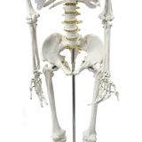 Human Skeleton Anatomical Model 180cm - Rear View