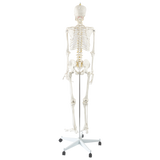 Human Skeleton Anatomical Model 180cm - Close-Up Angle