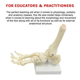 Life Size Foot Joint Anatomical Model Skeleton - Extra Image
