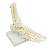 Life Size Foot Joint Anatomical Model Skeleton - Side View