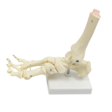 Life Size Foot Joint Anatomical Model Skeleton - Top-Down View