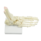 Life Size Foot Joint Anatomical Model Skeleton - Rear View