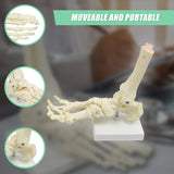 Life Size Foot Joint Anatomical Model Skeleton - Close-Up Angle