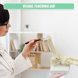Life Size Foot Joint Anatomical Model Skeleton - Low Angle