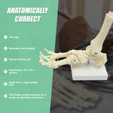 Life Size Foot Joint Anatomical Model Skeleton - Extra Image